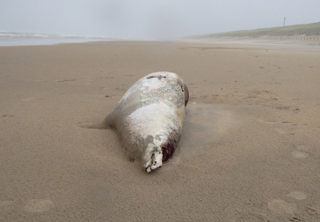 Dode grijze zeehond Noordwijk